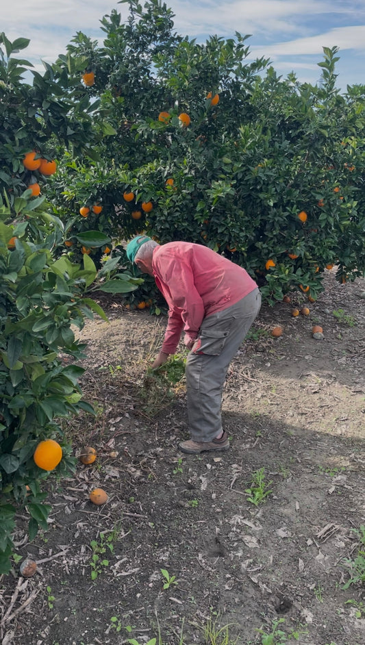 Naranjas Navelinas