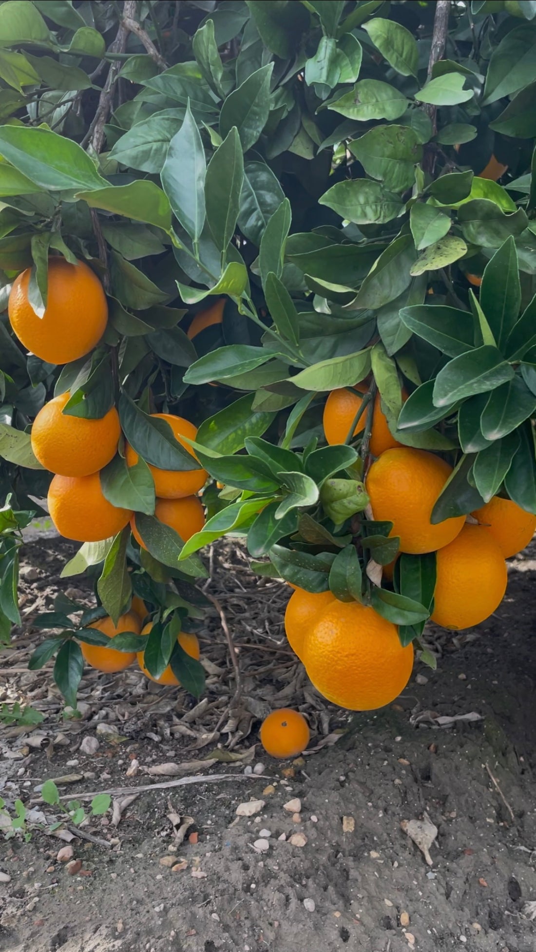 Cómo conservar tus naranjas para que duren más tiempo