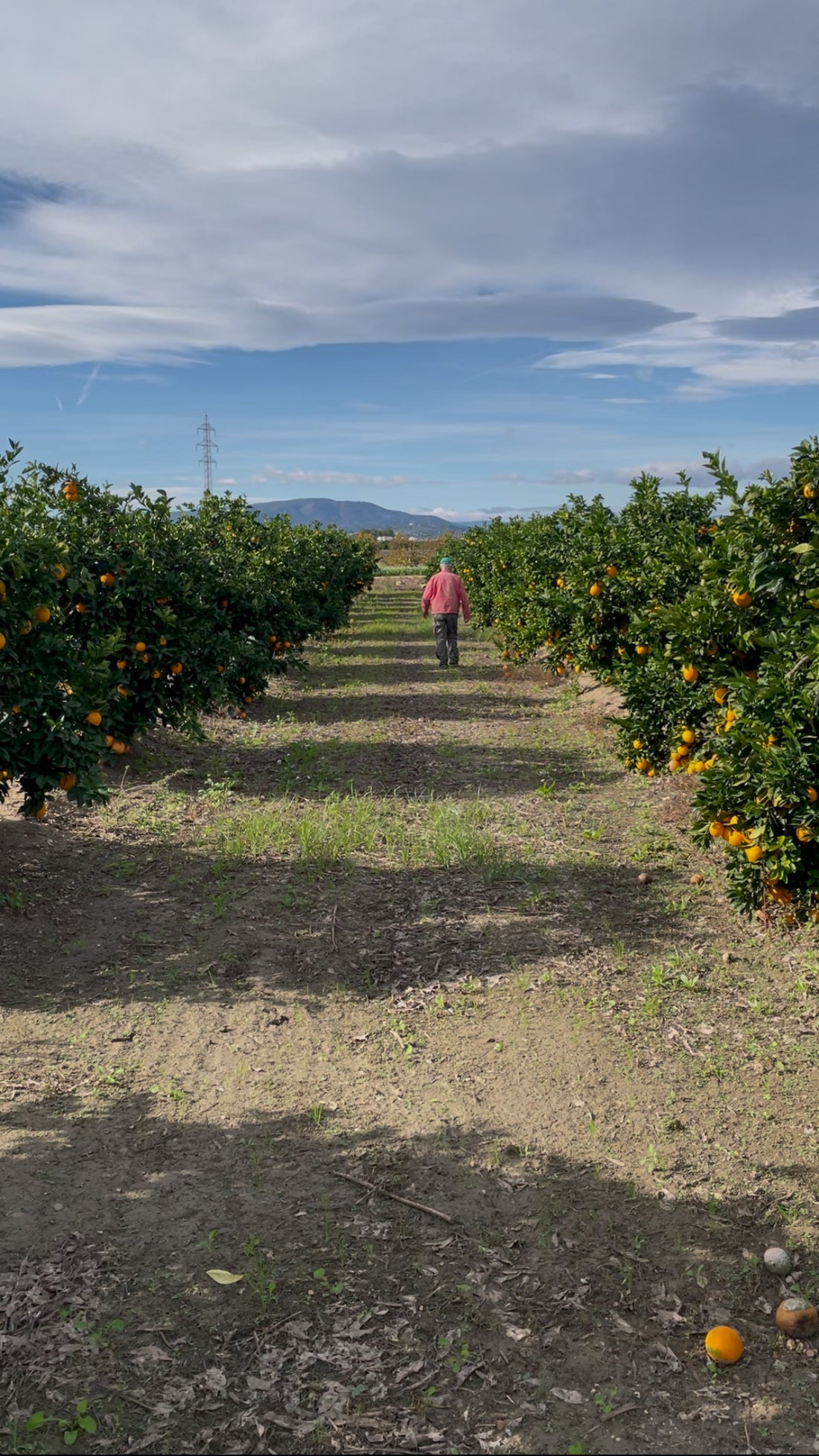 ¡Nuestras naranjas ya están aquí!