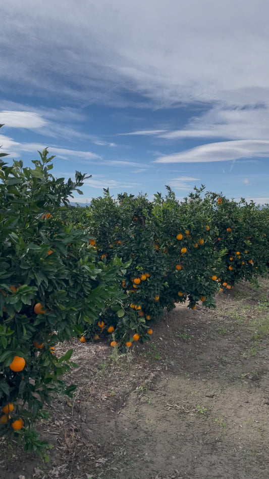 ¿Cómo saber si una naranja está en su punto perfecto de maduración?