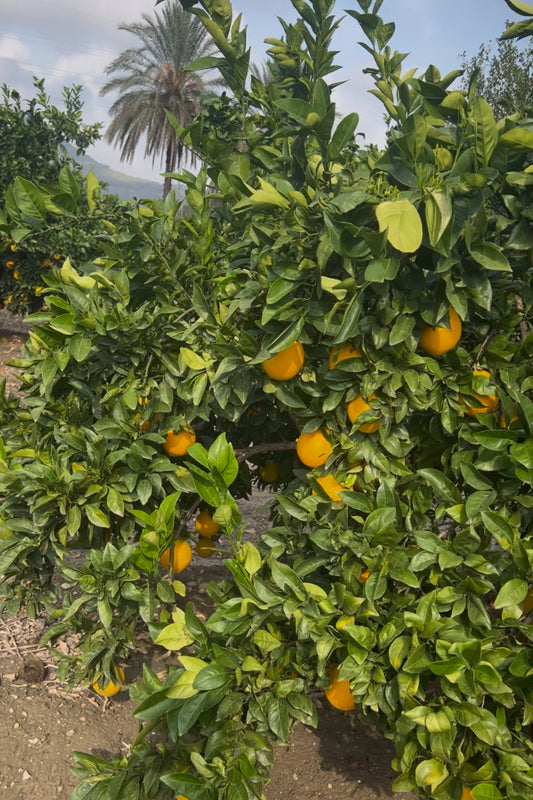 🍊 ¡Las naranjas de NaturViu llegan en diciembre! ¿Estás listo? 🍊