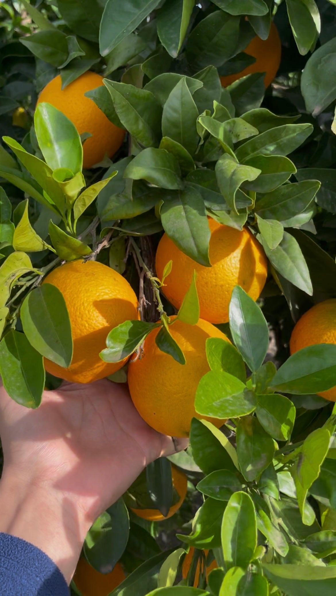 Naranjas Navelinas