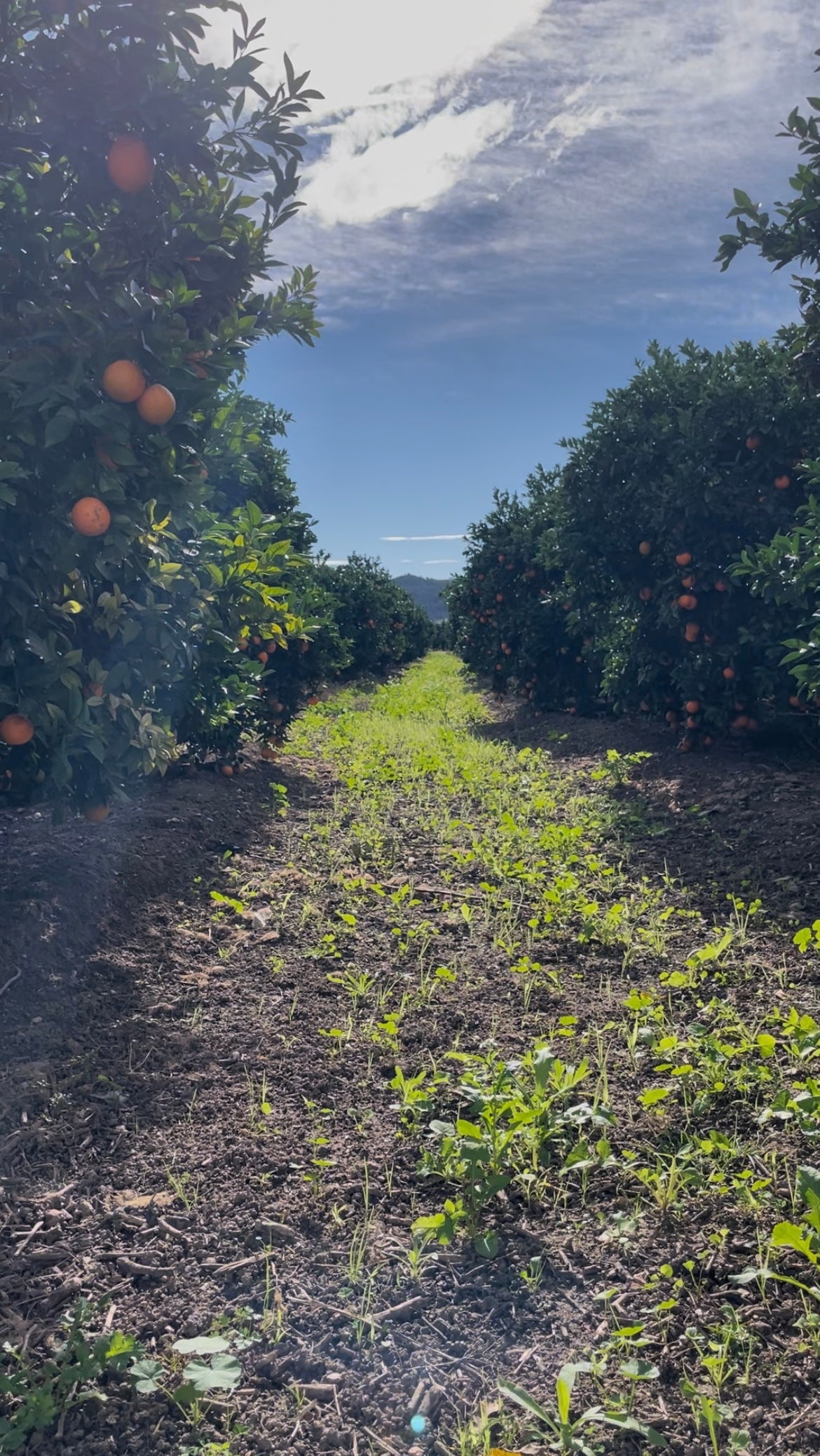 Naranjas Navelinas