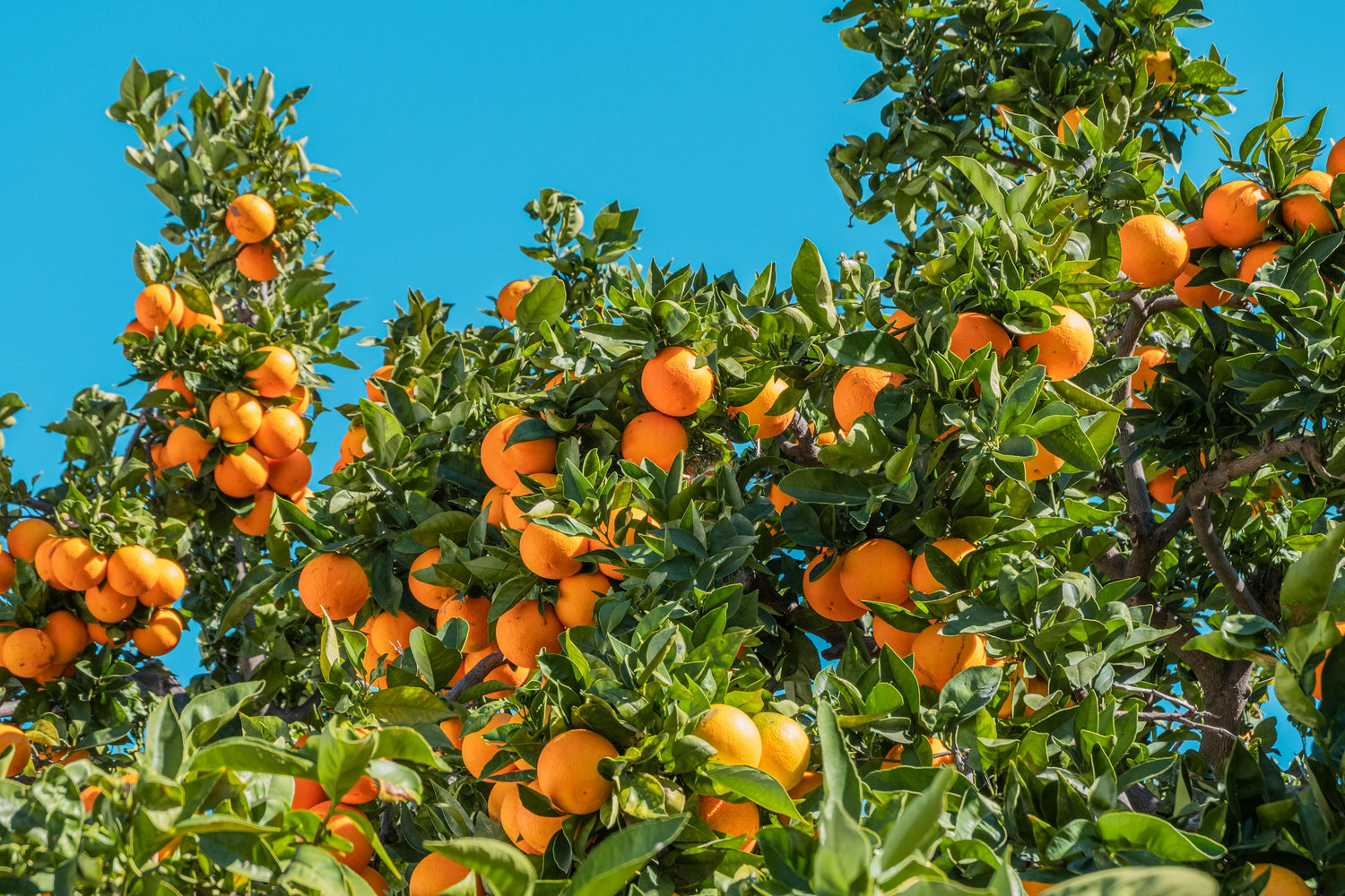 Foto de un naranjo con muchas naranjas, también se ve el cielo