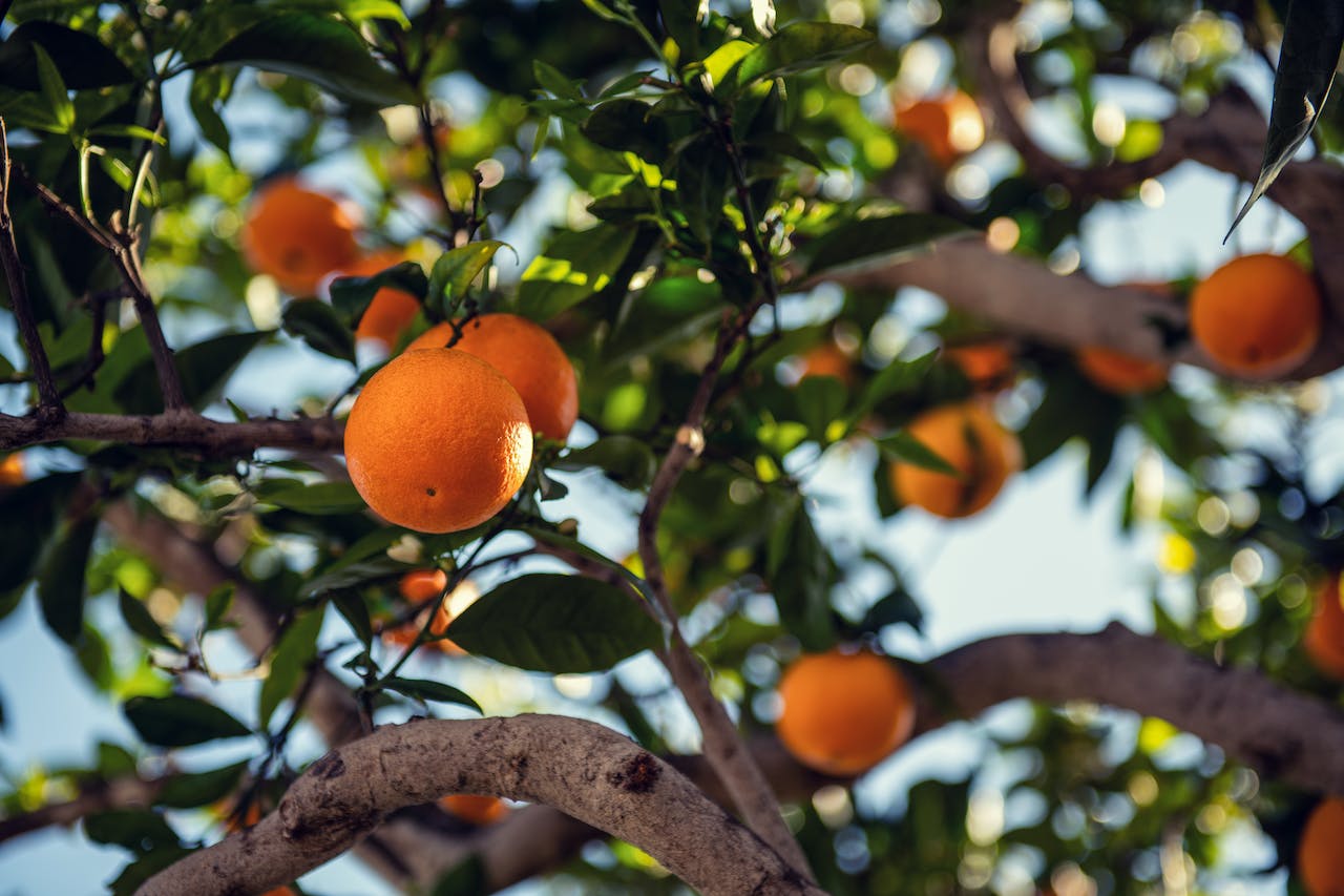 Foto de una rama con naranjas hecha desde el lado de la rama